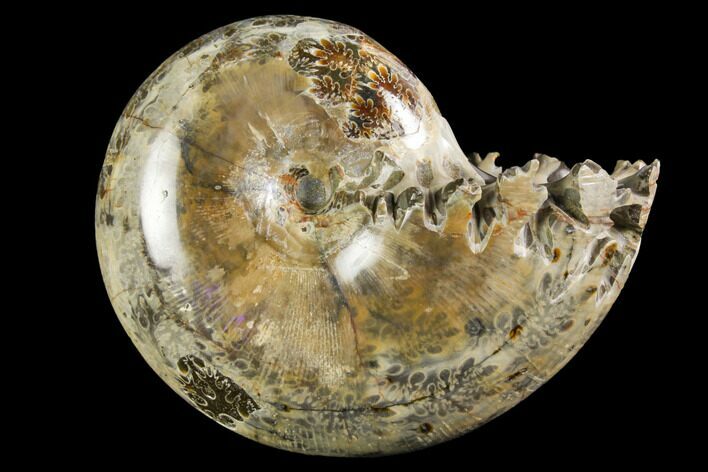 Polished, Agatized Ammonite (Phylloceras?) - Madagascar #149204